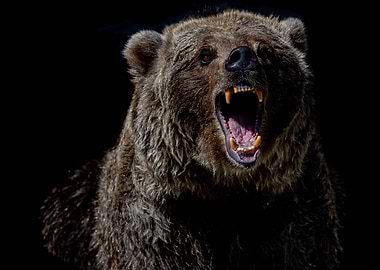 Animal Bear Wildlife