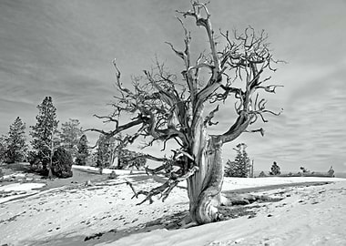 Spring Mountain Pine Tree
