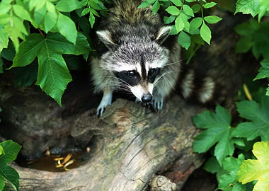 Nature Animal Raccoon
