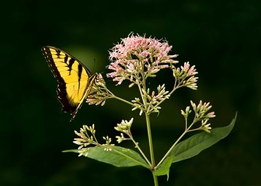Butterfly on wildflower