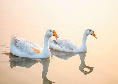 Animals Bird Waterfowl