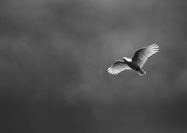 White Cockatoo Flying