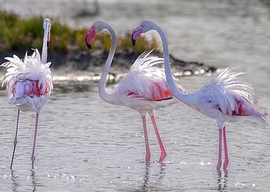 Flamingoes