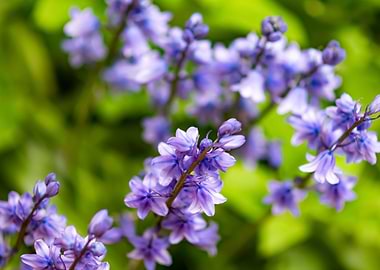bluebells