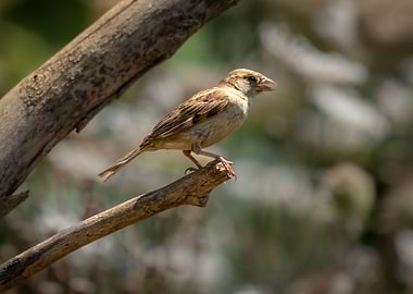 Small bird on branch
