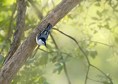 Nuthach bird in tree