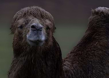 Friendly camel in the rain
