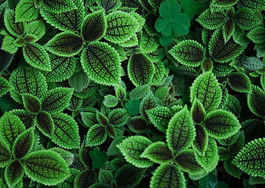 Green Plant Texture
