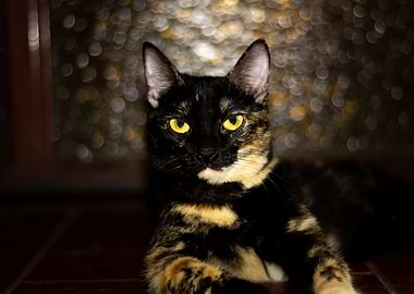 cute black cat carey