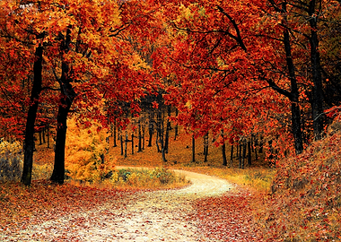 Fall Winter Forest Way Zen