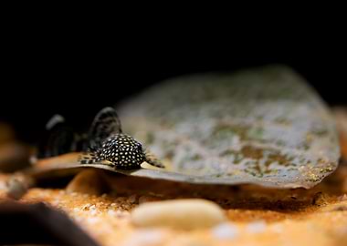 Blue catfish in aquarium