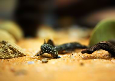 Blue catfish in aquarium