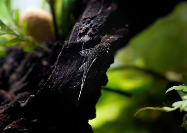 Blue catfish in aquarium