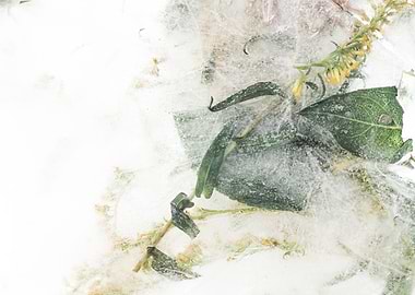 Flower Frozen ice Green