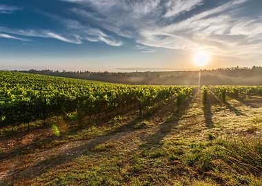 Tranquil Farm Landscape