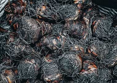 Amsterdam Tulip Bulbs