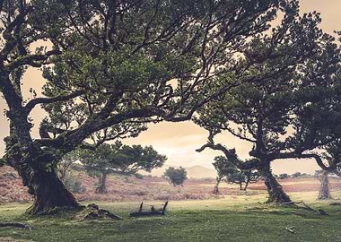 Fanal Forest Madeira