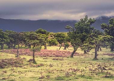 Fanal Forest Madeira