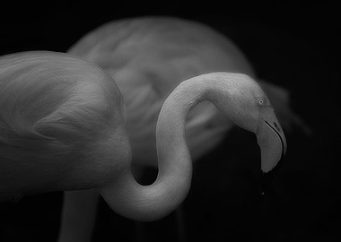 White Flamingo