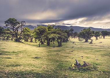 Fanal Forest Madeira