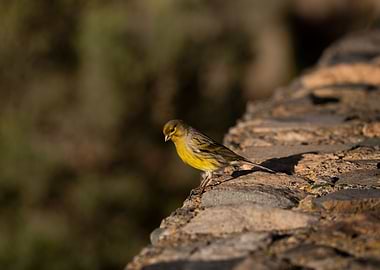 canary bird photography
