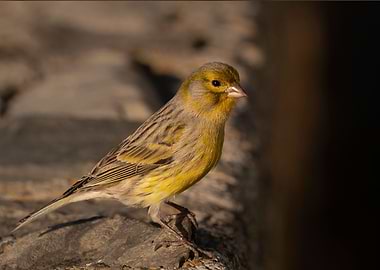 canary bird photography