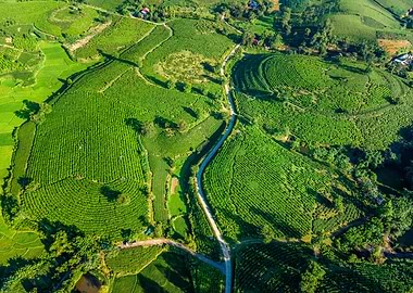 Aerial view of tea farms