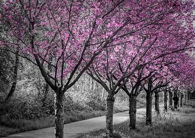 Pink cherry blossom alley
