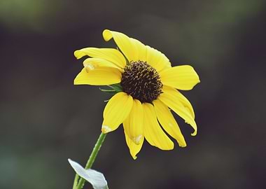A yellow flower