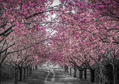 Cherry blossom alley