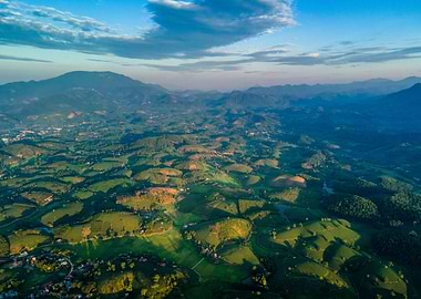 Aerial view of tea farms