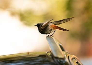photography of a bird