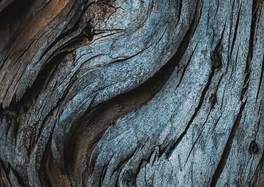 Tree Trunk Wood Texture