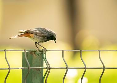 photography of a bird