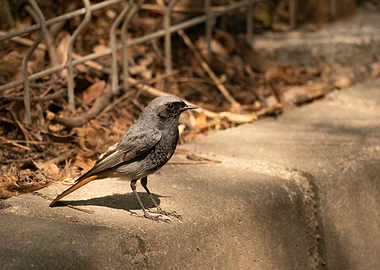 photography of a bird