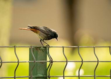 photography of a bird
