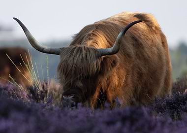 Grazing Highland cow