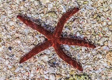 Starfish Beach Souvenir