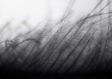 Monochrome Lone Grass