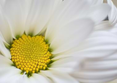 white blossoms daisy