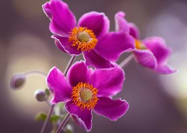 Pink Anemone