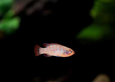Dario dario fish aquarium