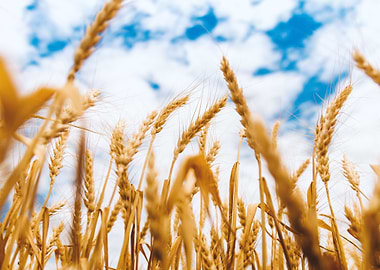 wheat