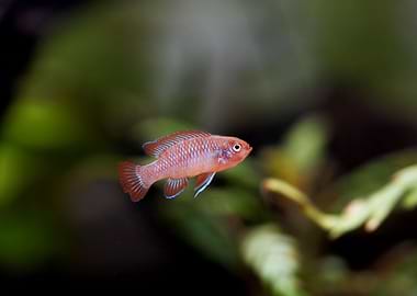 Dario dario fish aquarium