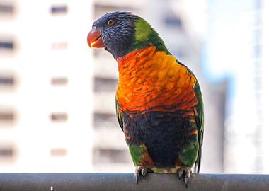 Rainbow Lorikeet