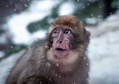 Monkey in the snow