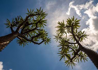 Madagascar palm and sun