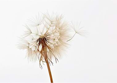 Home Decor Art Print