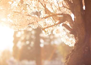 Sakura tree Flower Sunset