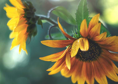 Sunflowers